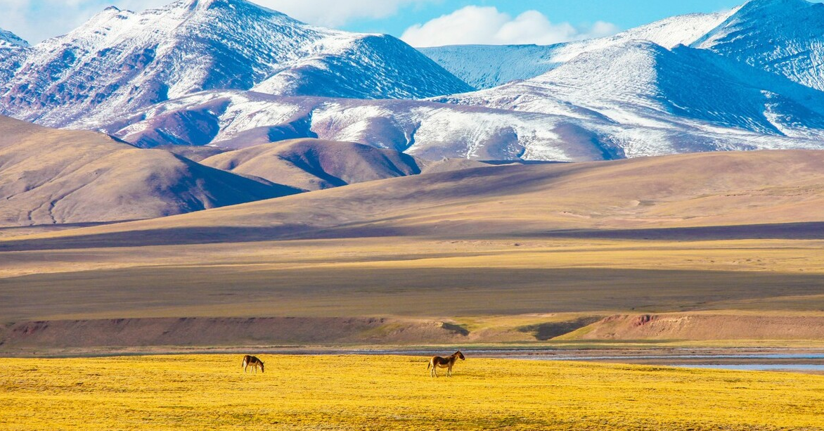 我国的四大高原是哪四个高原?其中黄土高原的范围占多少?插图1 我国的四大高原是哪四个高原?其中黄土高原的范围占多少?