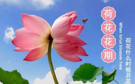 荷花什么时候开放?荷花花期。插图 荷花什么时候开放?荷花花期。