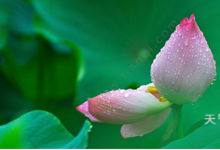 荷花什么时候开放?荷花花期。插图1 荷花什么时候开放?荷花花期。