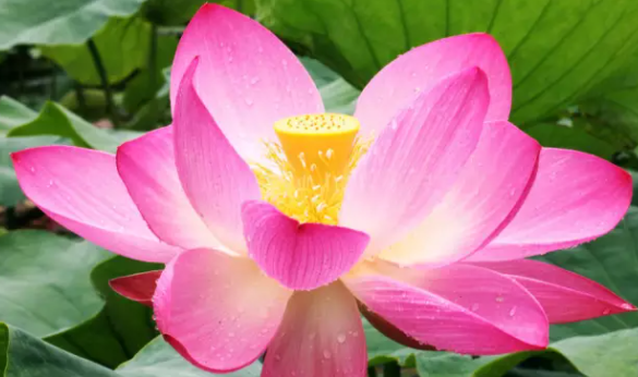 荷花什么时候开放?荷花花期。插图2 荷花什么时候开放?荷花花期。