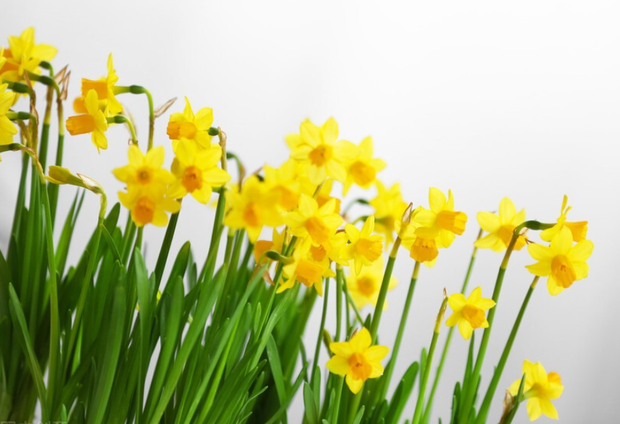 植物种子的传播方式有哪些？什么植物靠风传播种子？