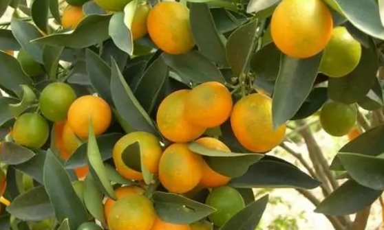 2021年石门柑橘节是什么时候？