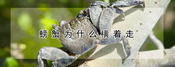 螃蟹为什么要横着走路?插图 螃蟹为什么要横着走路?