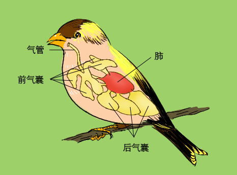 鸟为什么会飞的原因及原理