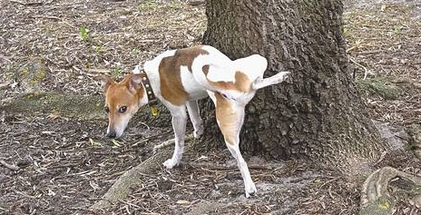 狗为什么要抬起一只脚撒尿插图 狗为什么要抬起一只脚撒尿