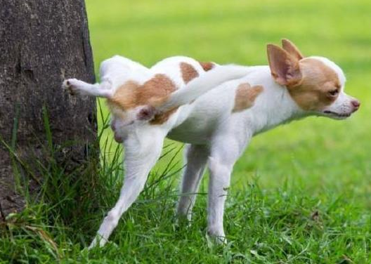 狗为什么要抬起一只脚撒尿插图1 狗为什么要抬起一只脚撒尿