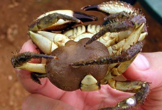 蟹奴寄生的螃蟹还能吃吗?蟹奴是什么?插图2 蟹奴寄生的螃蟹还能吃吗?蟹奴是什么?