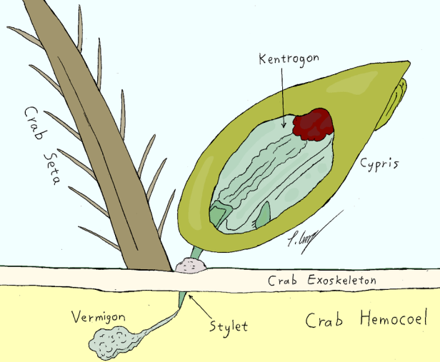 蟹奴寄生的螃蟹还能吃吗?蟹奴是什么?插图 蟹奴寄生的螃蟹还能吃吗?蟹奴是什么?