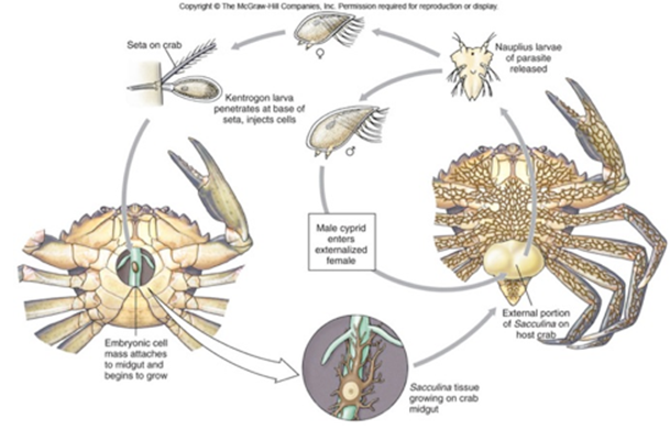 蟹奴寄生的螃蟹还能吃吗?蟹奴是什么?插图1 蟹奴寄生的螃蟹还能吃吗?蟹奴是什么?