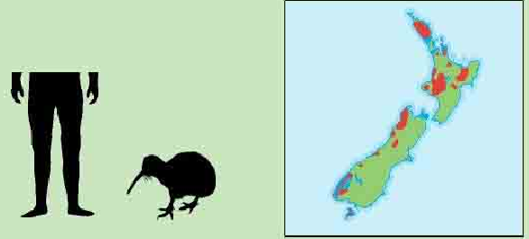 几维鸟(被称为新西兰国鸟的濒危种鸟类)插图1 几维鸟(被称为新西兰国鸟的濒危种鸟类)
