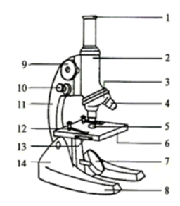 显微镜的结构及作用?(显微镜是谁发明的)插图1 显微镜的结构及作用?(显微镜是谁发明的)