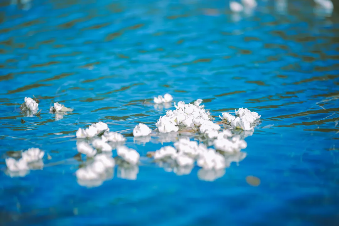 泸沽湖在哪里?醉美云南泸沽湖【云南亲子游】插图5 泸沽湖在哪里?醉美云南泸沽湖【云南亲子游】