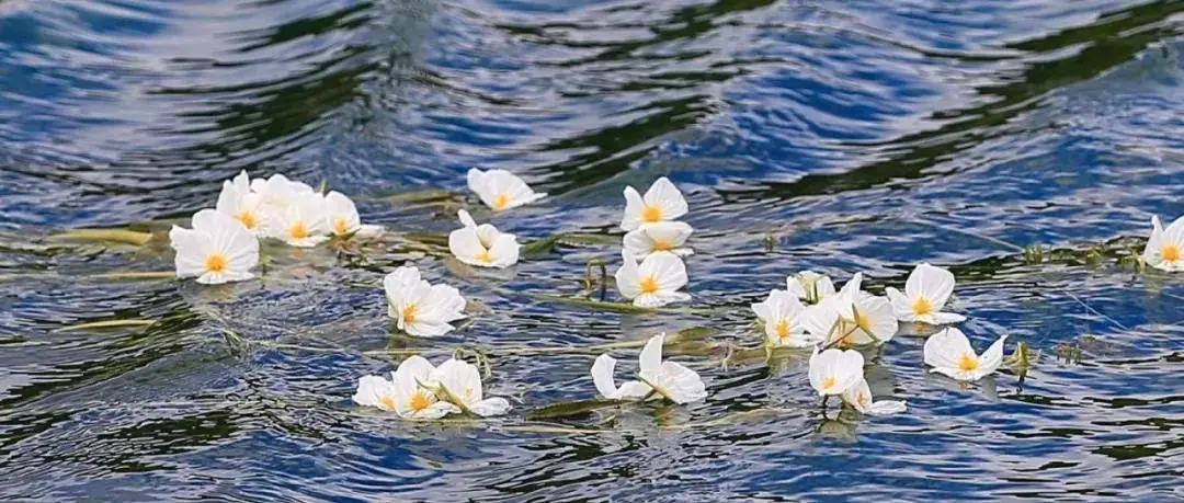 泸沽湖在哪里?醉美云南泸沽湖【云南亲子游】插图6 泸沽湖在哪里?醉美云南泸沽湖【云南亲子游】