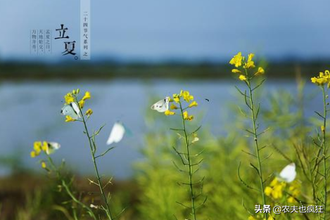 立夏吃蛋的由来?为何立夏节气要吃鸡蛋?有什么好处?