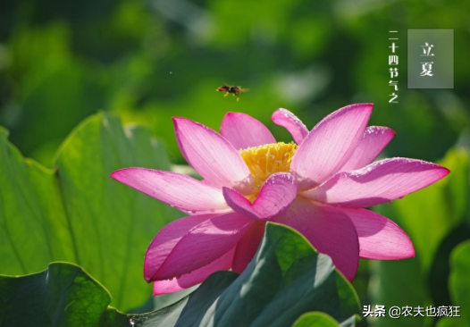 立夏吃蛋的由来?为何立夏节气要吃鸡蛋?有什么好处?插图3 立夏吃蛋的由来?为何立夏节气要吃鸡蛋?有什么好处?