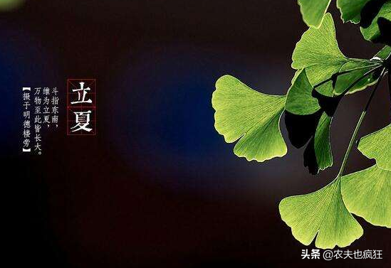 立夏吃蛋的由来?为何立夏节气要吃鸡蛋?有什么好处?插图2 立夏吃蛋的由来?为何立夏节气要吃鸡蛋?有什么好处?