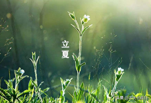 立夏吃蛋的由来?为何立夏节气要吃鸡蛋?有什么好处?插图4 立夏吃蛋的由来?为何立夏节气要吃鸡蛋?有什么好处?