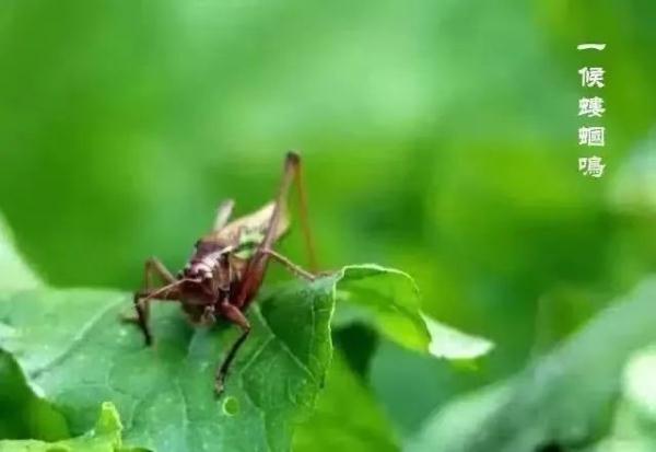 立夏是几月几日？二十四节气之立夏：连雨不知春去，一晴方觉夏来