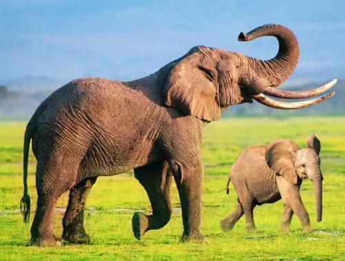 世界上牙齿最长的三大动物！大象居然无缘第一！