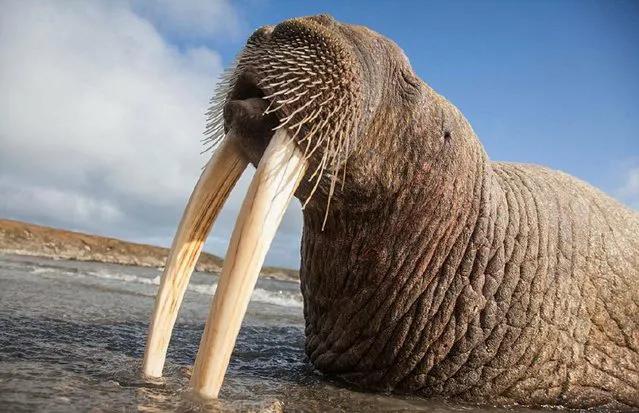 世界上牙齿最长的三大动物！大象居然无缘第一！