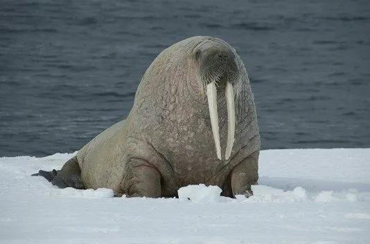 世界上牙齿最长的三大动物！大象居然无缘第一！