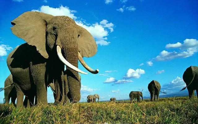 世界上牙齿最长的三大动物！大象居然无缘第一！