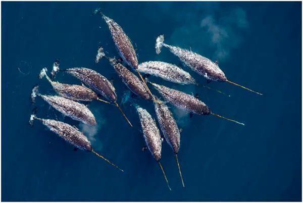 世界上牙齿最长的三大动物！大象居然无缘第一！