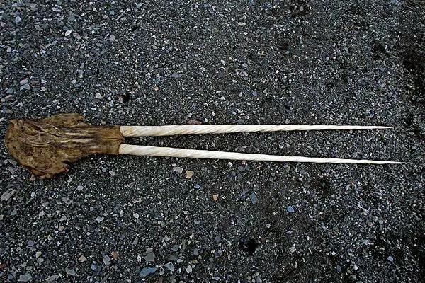 世界上牙齿最长的三大动物！大象居然无缘第一！