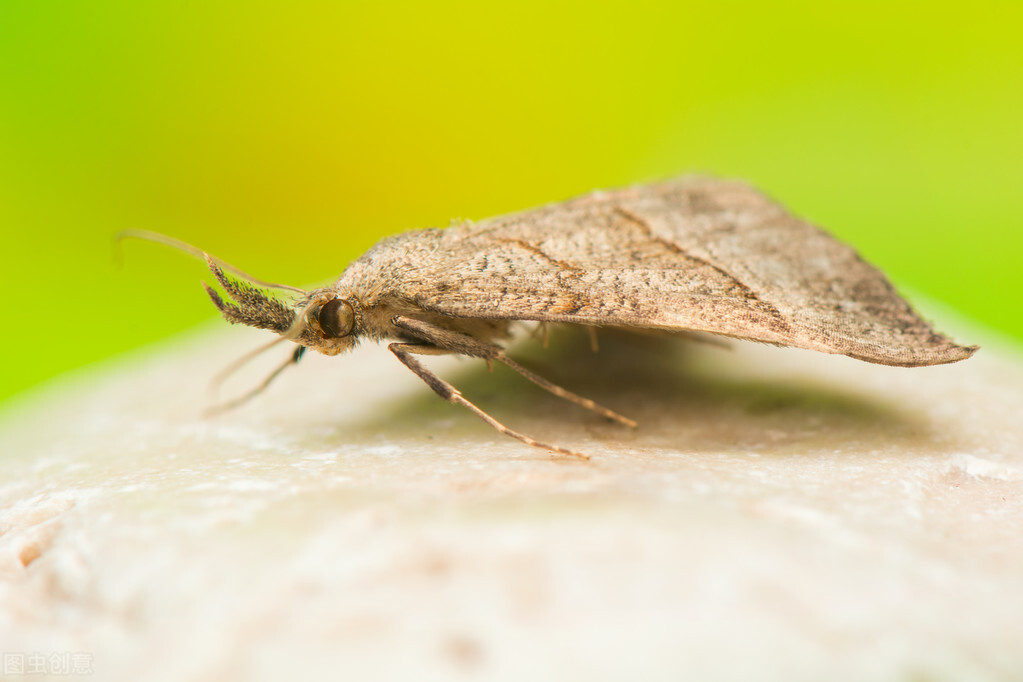 飞蛾扑火，自取灭亡！飞蛾为什么扑火科学解释?