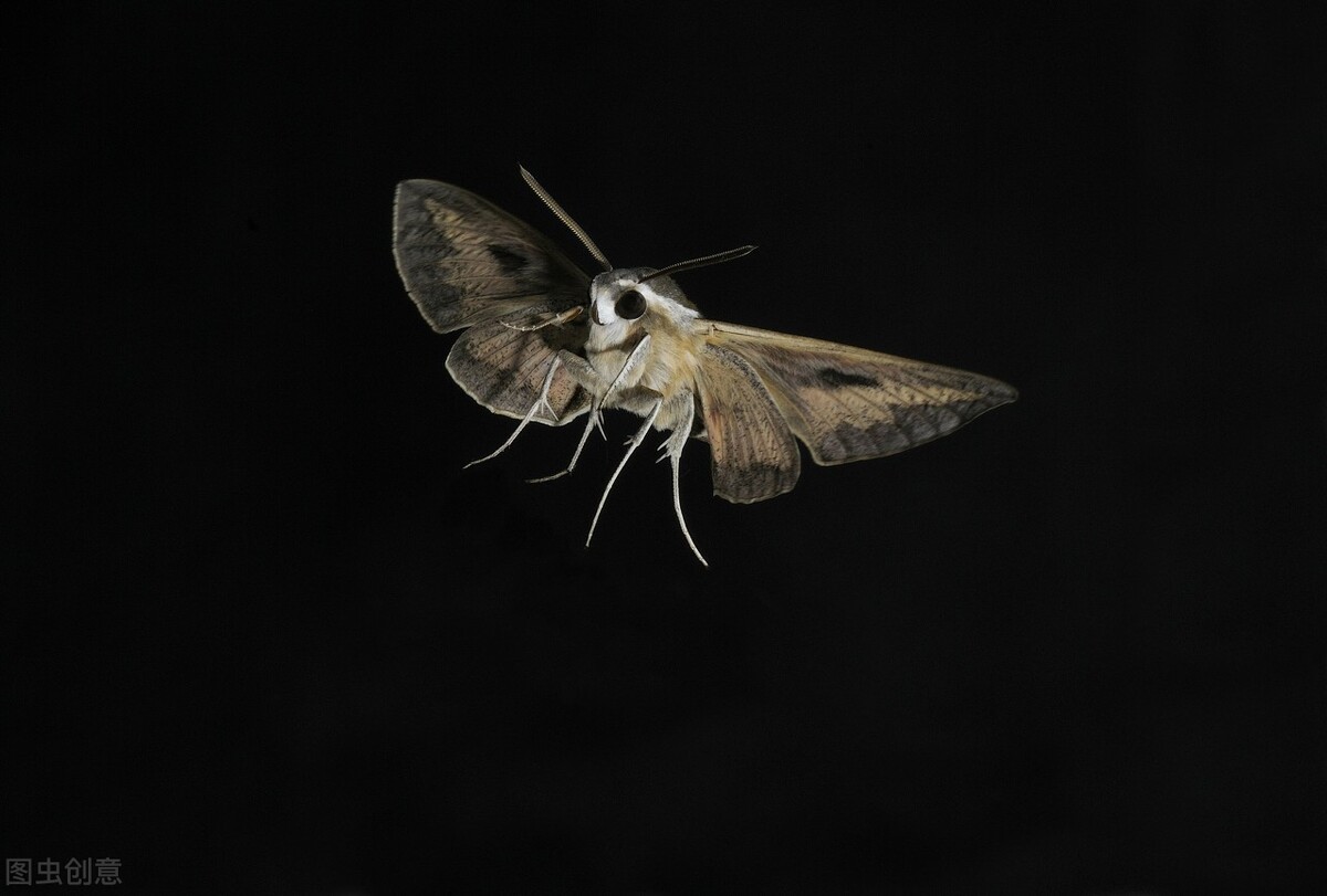 飞蛾扑火，自取灭亡！飞蛾为什么扑火科学解释?