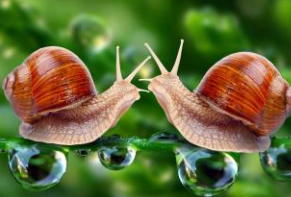 蜗牛的习性有哪些?怎样判断蜗牛是死了还是活着?插图 蜗牛的习性有哪些?怎样判断蜗牛是死了还是活着?
