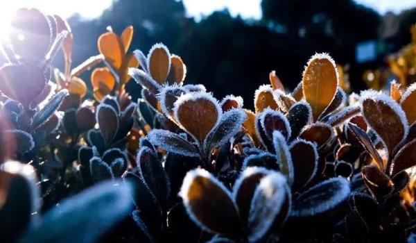 霜是怎样形成的?霜和雨一样,也是“从天而降”的吗?插图 霜是怎样形成的?霜和雨一样,也是“从天而降”的吗?