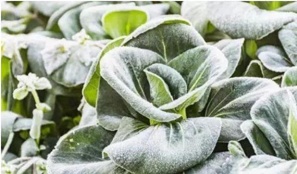 霜是怎样形成的?霜和雨一样,也是“从天而降”的吗?插图2 霜是怎样形成的?霜和雨一样,也是“从天而降”的吗?