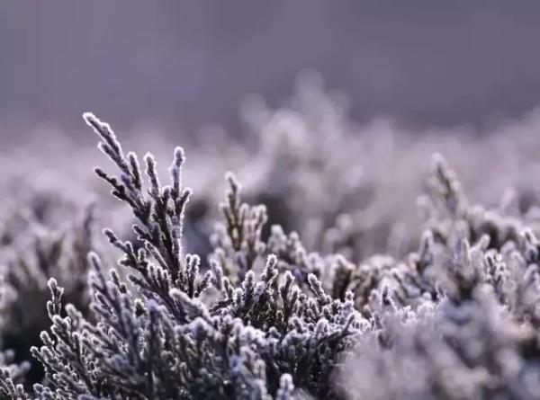 霜是怎样形成的?霜和雨一样,也是“从天而降”的吗?插图1 霜是怎样形成的?霜和雨一样,也是“从天而降”的吗?