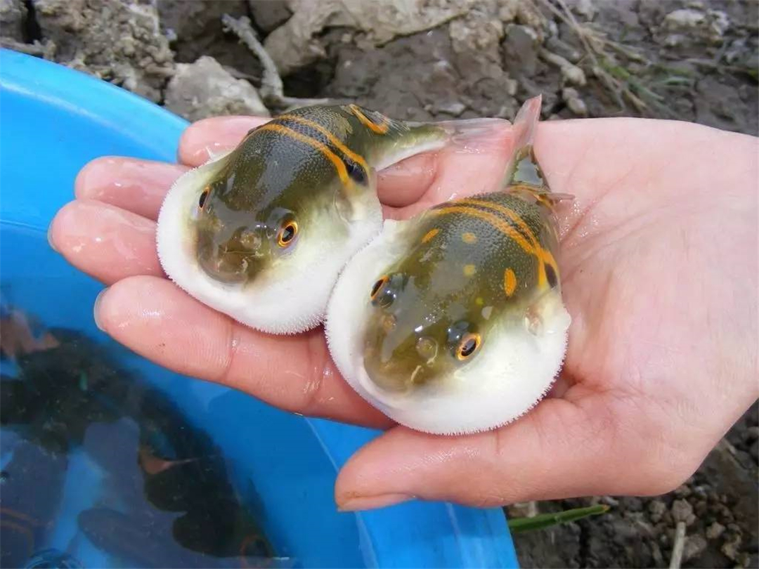 【生活中的科学】 为什么误食河豚会致死插图2 【生活中的科学】 为什么误食河豚会致死