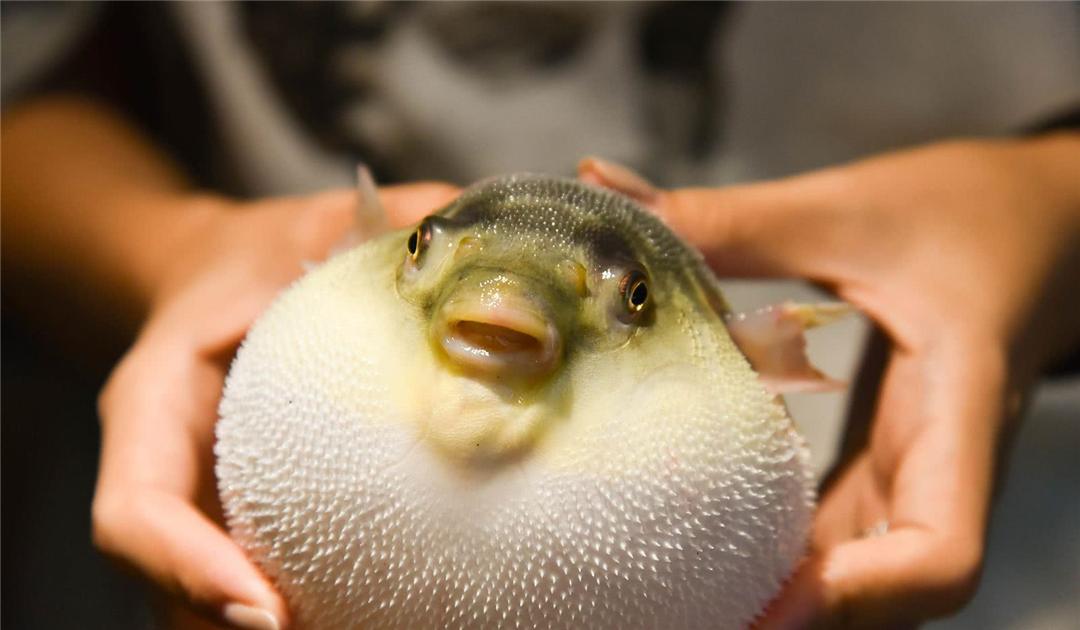 【生活中的科学】 为什么误食河豚会致死插图3 【生活中的科学】 为什么误食河豚会致死