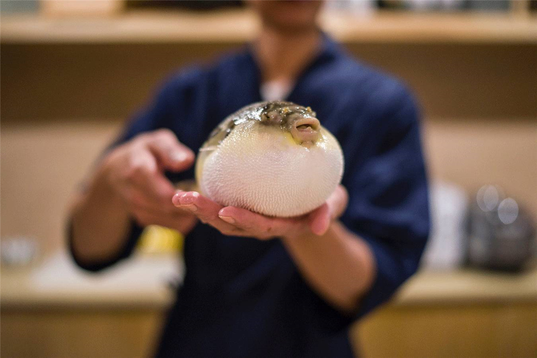 【生活中的科学】 为什么误食河豚会致死插图4 【生活中的科学】 为什么误食河豚会致死