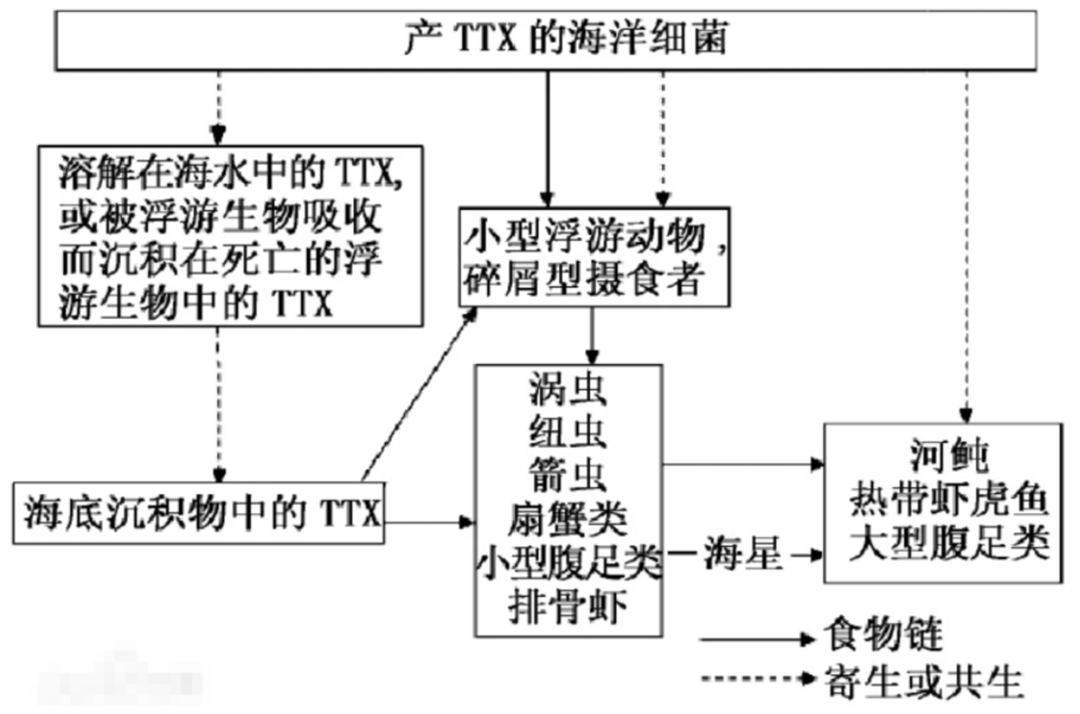 【生活中的科学】 为什么误食河豚会致死插图6 【生活中的科学】 为什么误食河豚会致死