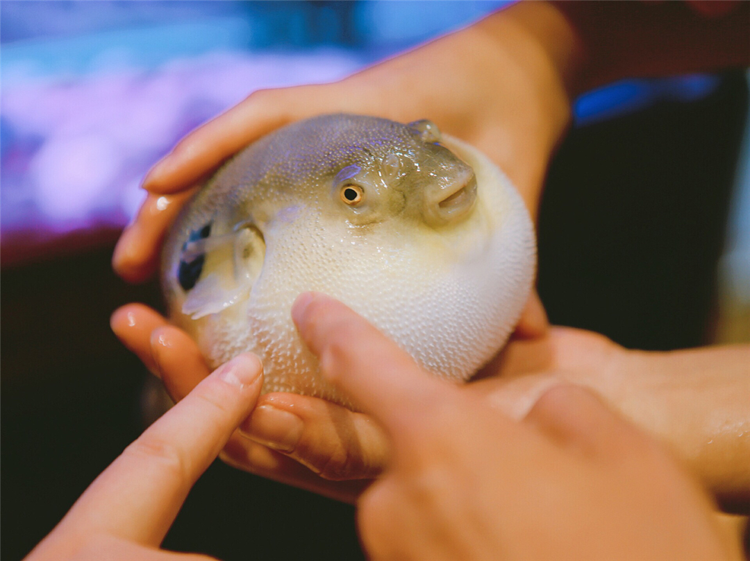 【生活中的科学】 为什么误食河豚会致死插图7 【生活中的科学】 为什么误食河豚会致死