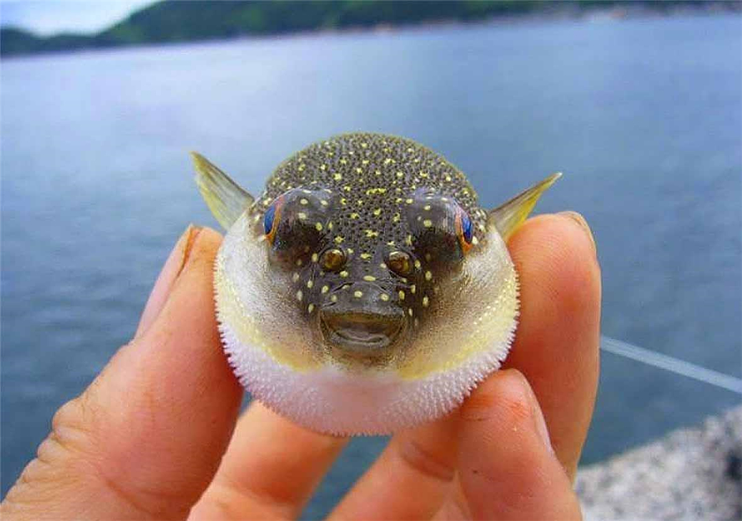 【生活中的科学】 为什么误食河豚会致死插图8 【生活中的科学】 为什么误食河豚会致死