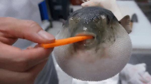 【生活中的科学】 为什么误食河豚会致死插图9 【生活中的科学】 为什么误食河豚会致死