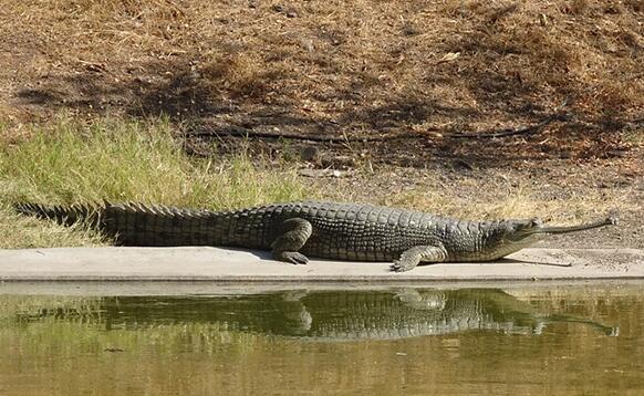 世界上最大鳄鱼排行榜(世界上最大的鳄鱼是什么?)插图1 世界上最大鳄鱼排行榜(世界上最大的鳄鱼是什么?)
