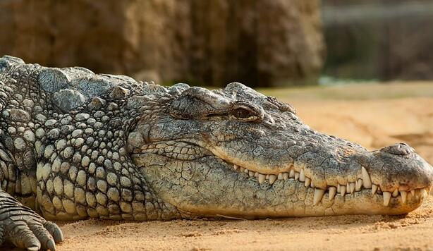 世界上最大鳄鱼排行榜(世界上最大的鳄鱼是什么?)插图 世界上最大鳄鱼排行榜(世界上最大的鳄鱼是什么?)