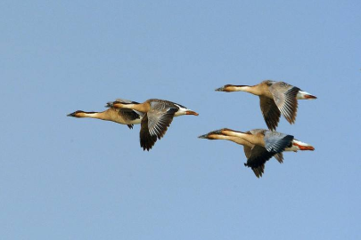 成语“哀鸿遍野”出自哪里？描述的是哪个朝代