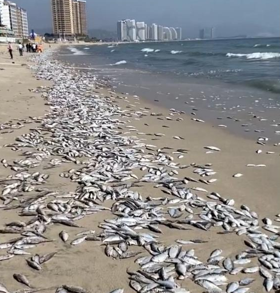广东一景区海滩出现大面积死鱼。海边大量死鱼是什么原因?插图 广东一景区海滩出现大面积死鱼。海边大量死鱼是什么原因?