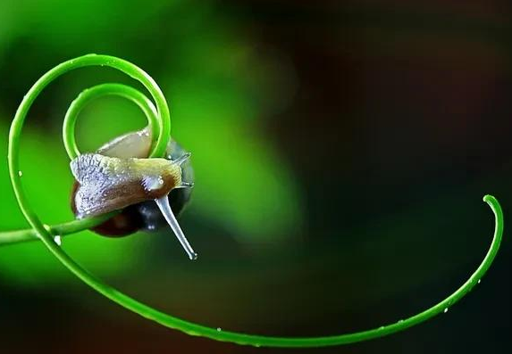 蜗牛的习性有哪些?怎样判断蜗牛是死了还是活着?插图1 蜗牛的习性有哪些?怎样判断蜗牛是死了还是活着?