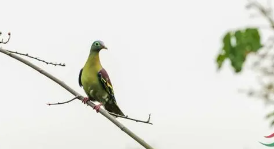 绿斑鸠的故事插图 绿斑鸠的故事