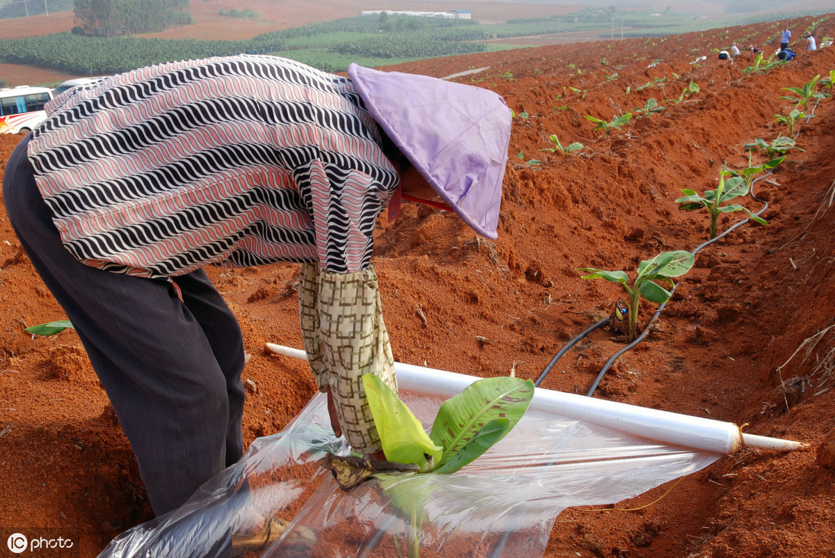 香蕉有种子吗？香蕉怎样繁殖呢？