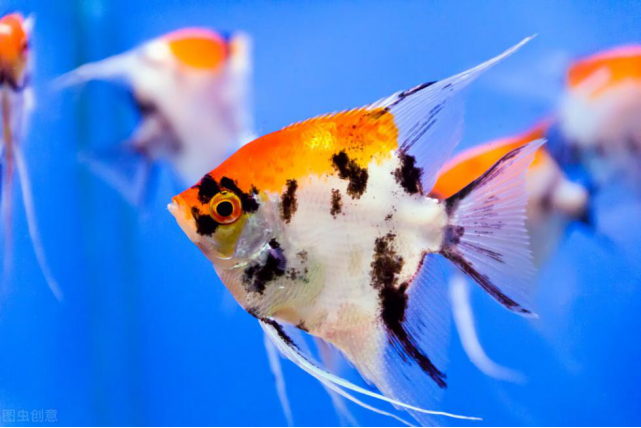 热带鱼为什么是五颜六色的?插图1 热带鱼为什么是五颜六色的?