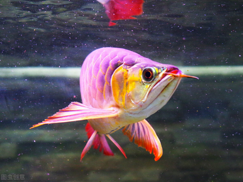 热带鱼为什么是五颜六色的?插图4 热带鱼为什么是五颜六色的?